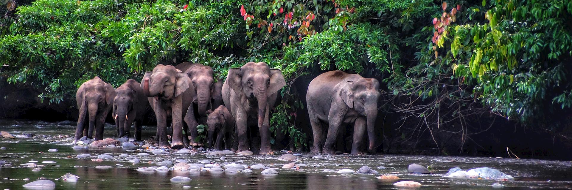 Pygmy elephant in the Danum Valley, Borneo