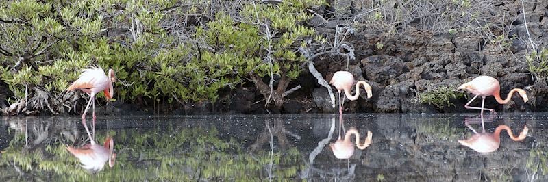 Flamingos feeding in the Galapagos Islands