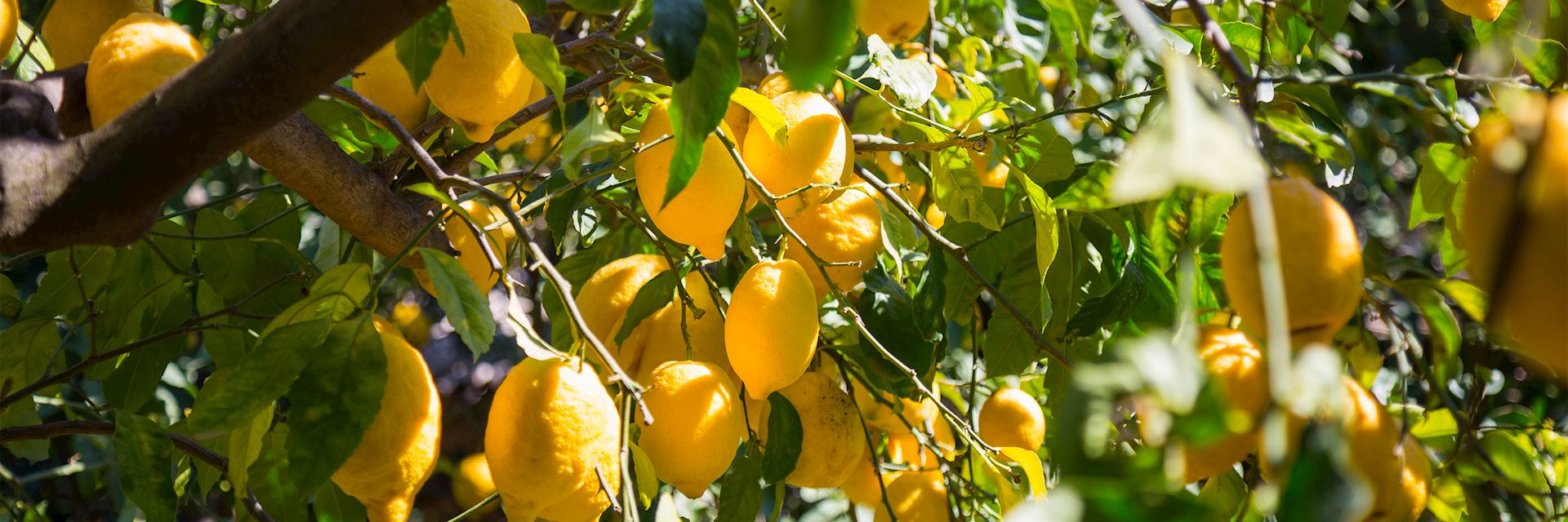 Lemon trees in Sorrento, Italy