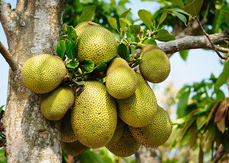 Jackfruit, Vietnam
