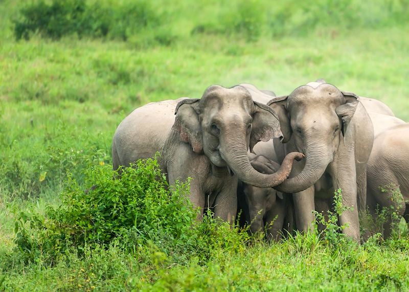 Elephants, Kui Buri National Park, Thailand