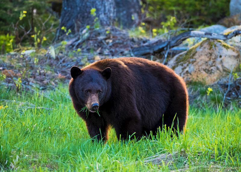 Whistler black bear in the Callaghan Valley