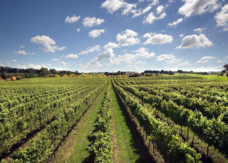 Vineyard near Sutton Forest in the Southern Highlands of New South Wales