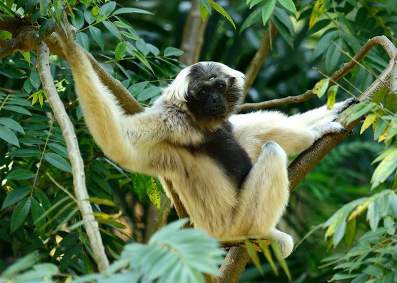 Pileated gibbon, Cambodia