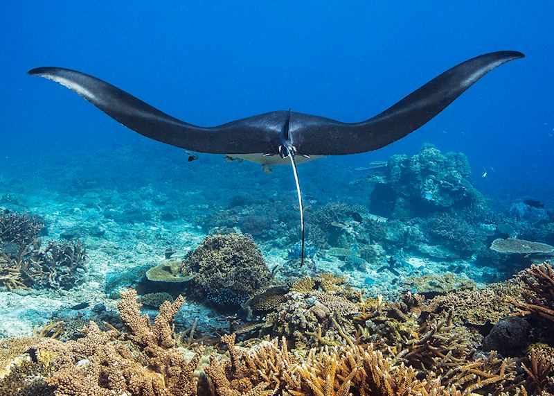 Manta ray, Western Australia