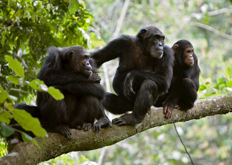Chimpanzees, Tanzania