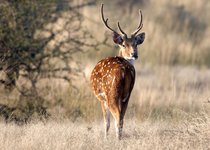 Spotted deer, India