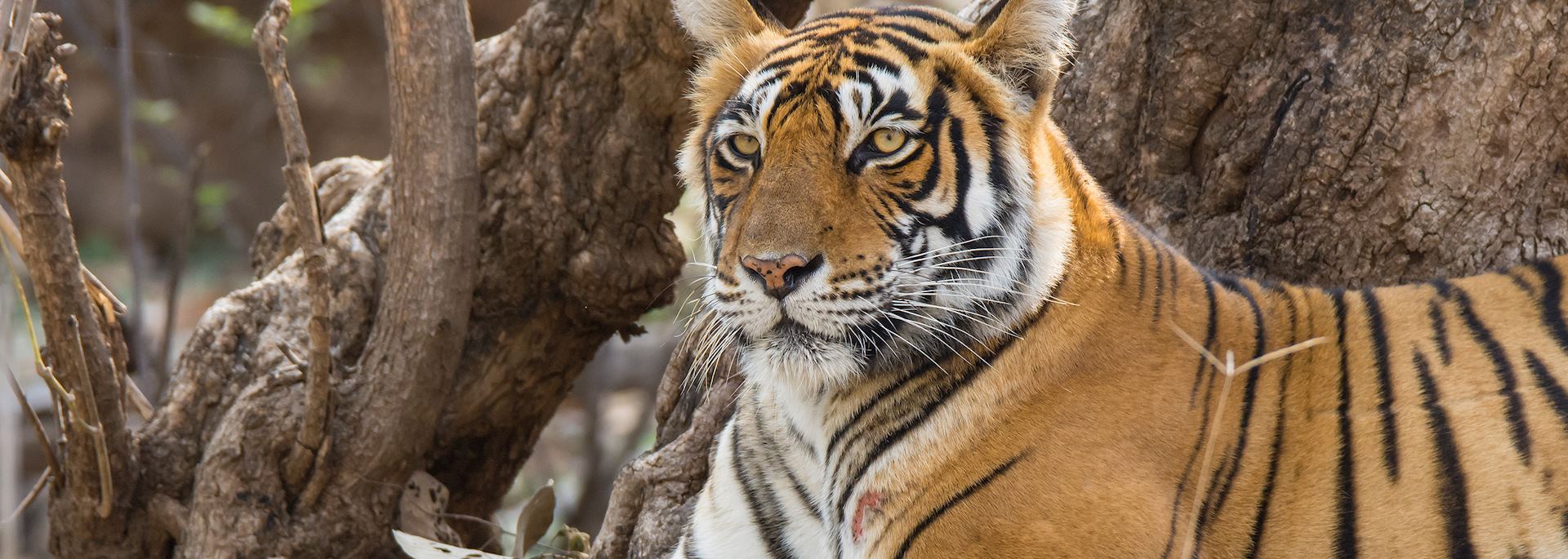 Tiger, Ranthambhore National Park