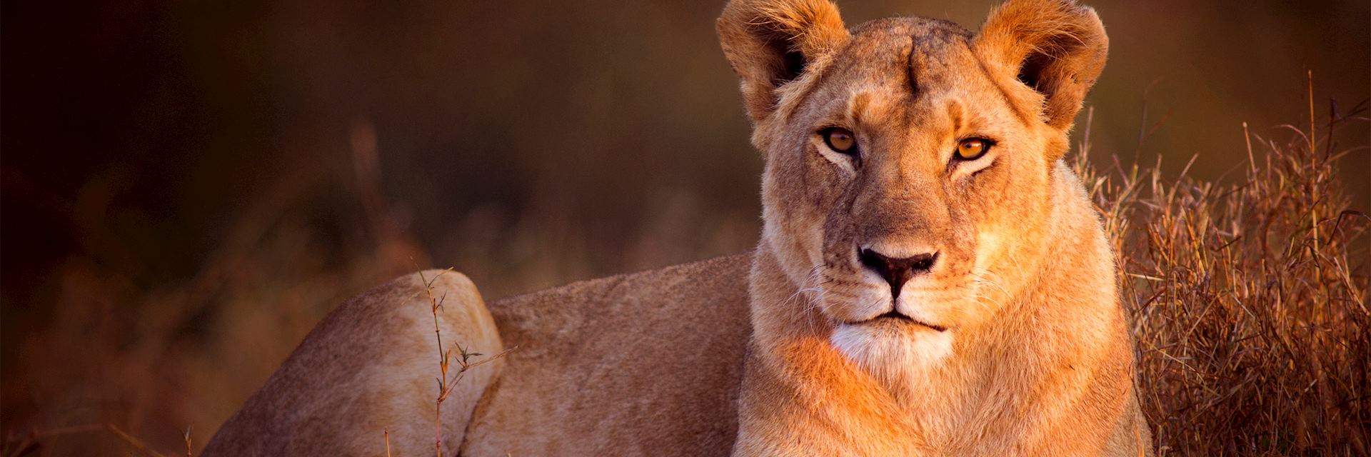 Lioness in the Masai Mara, Kenya