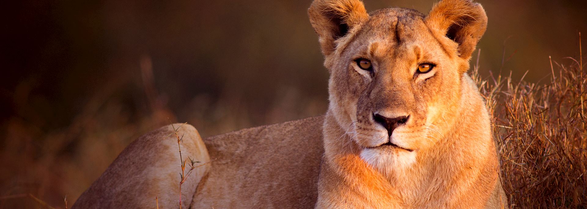 Lioness in the Masai Mara, Kenya