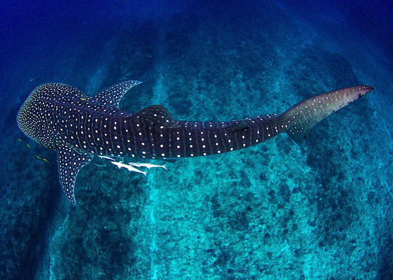 Whale shark, Ningaloo Marine Park