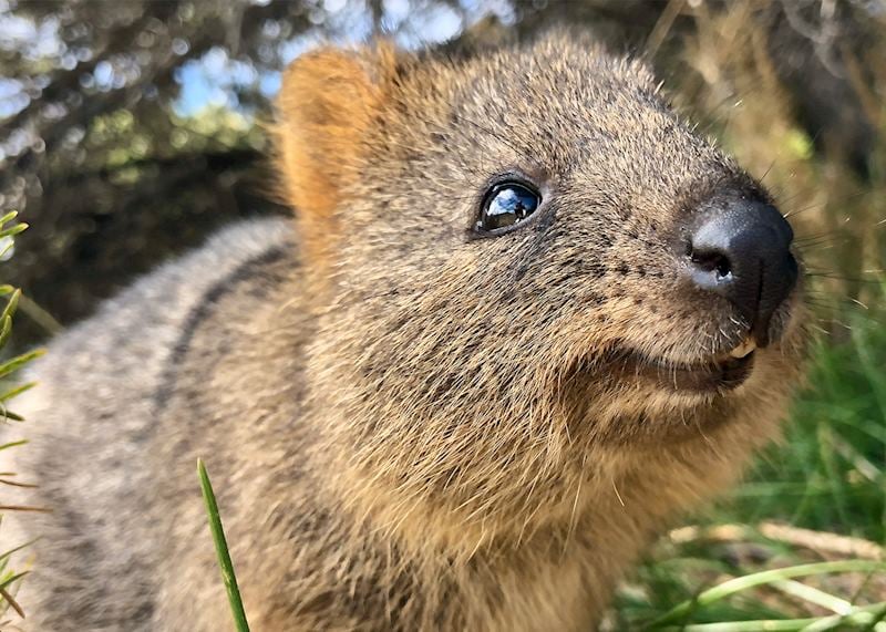 Quokka, Rottnest Island
