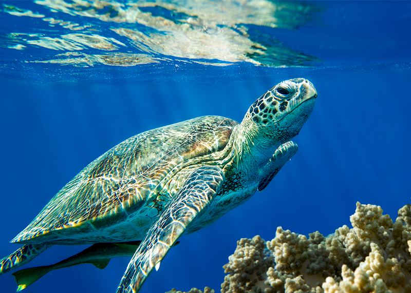 Loggerhead turtle, Dirk Hartog Island