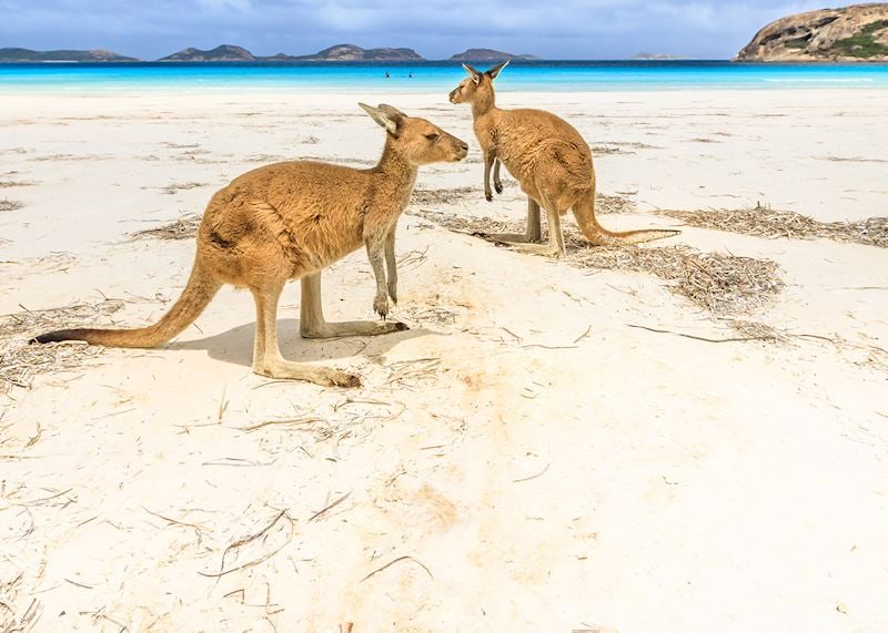 Kangaroos, Lucky Bay