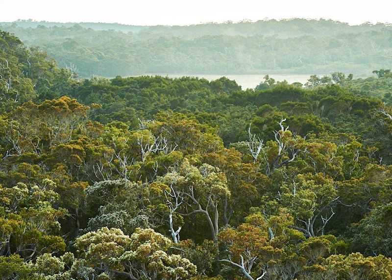 Karri forest, Pemberton