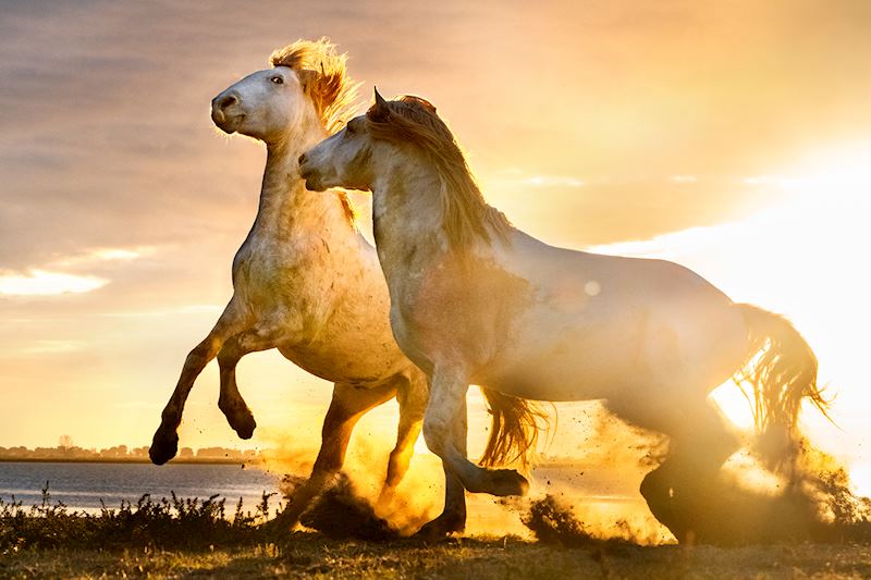 Stallions of the sun - © Harry Skeggs