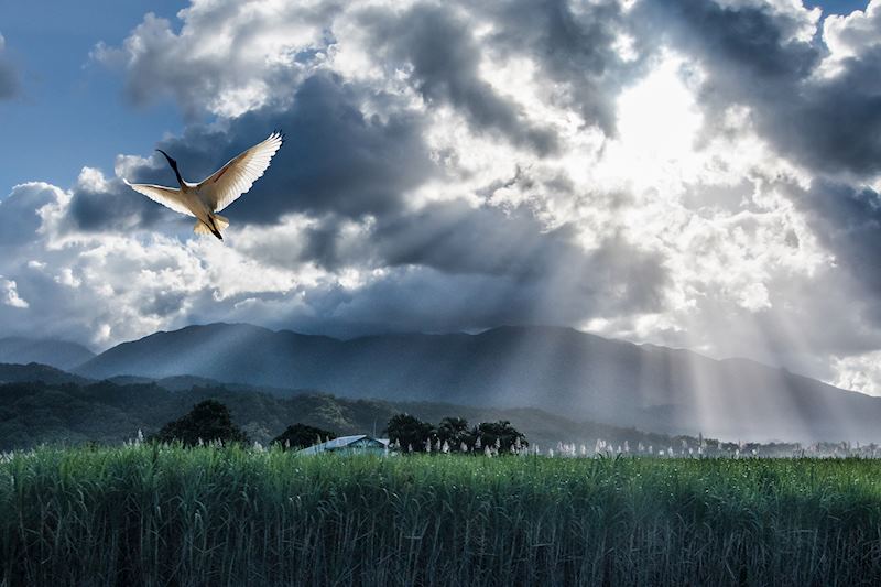 Wing and a prayer - © Harry Skeggs