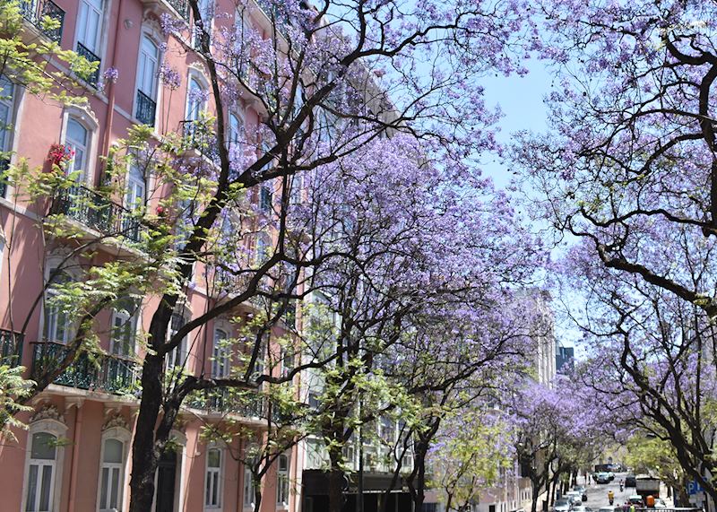 Jacaranda trees on a Lisbon boulevard
