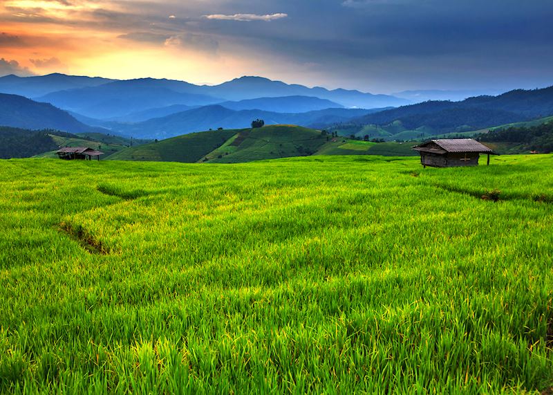 Rice terraces in Chiang Mai