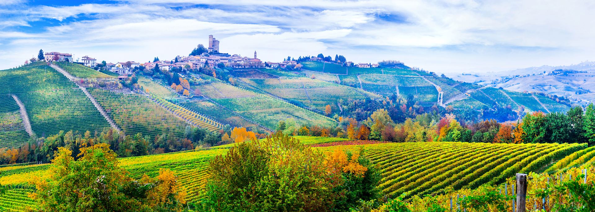 Piedmont vineyards