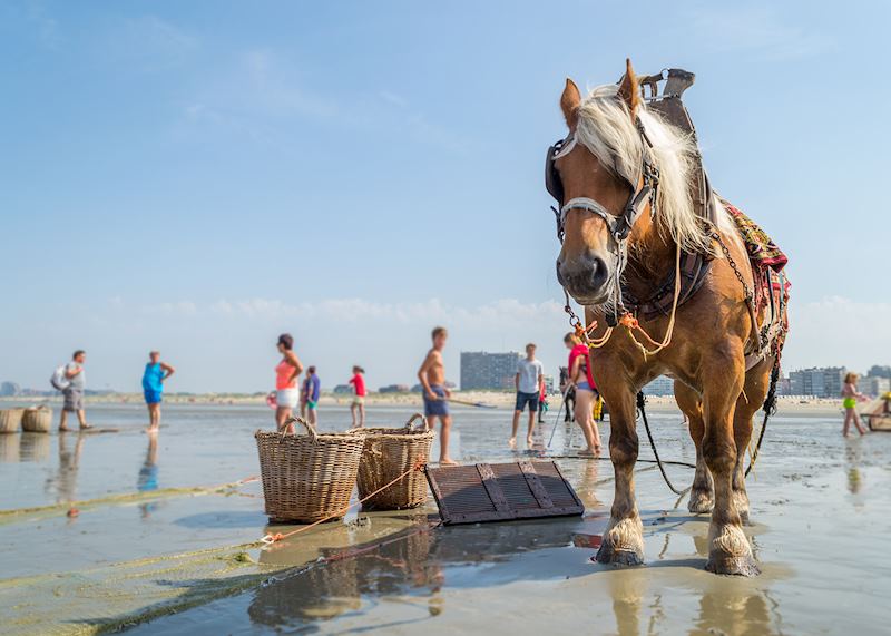 Shrimp fishing in Oostduinkerke, Belgium