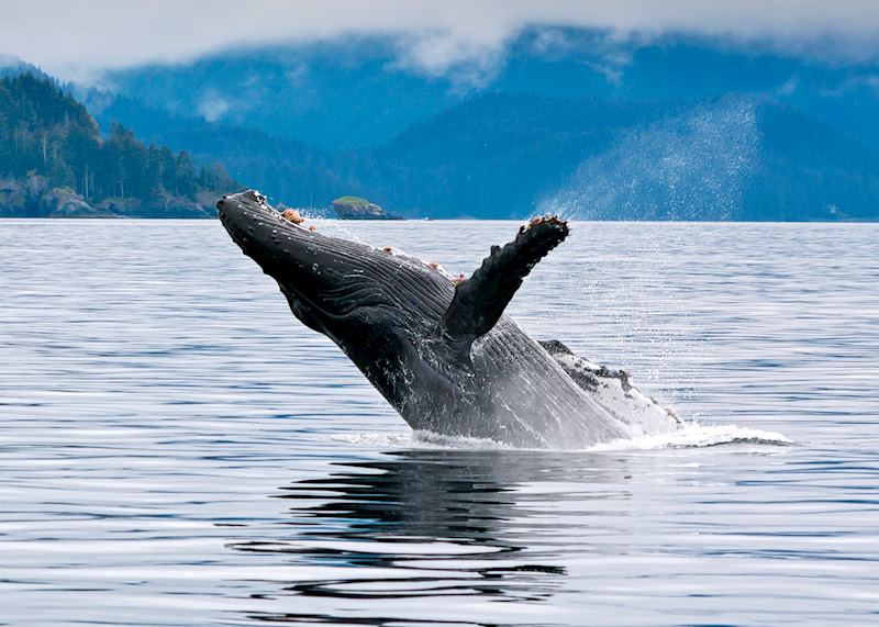 Humpback whale, near Seward