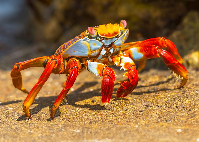 Sally Lightfoot crab, Galapagos Islands