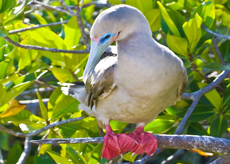 Red-footed booby, Galapagos Islands