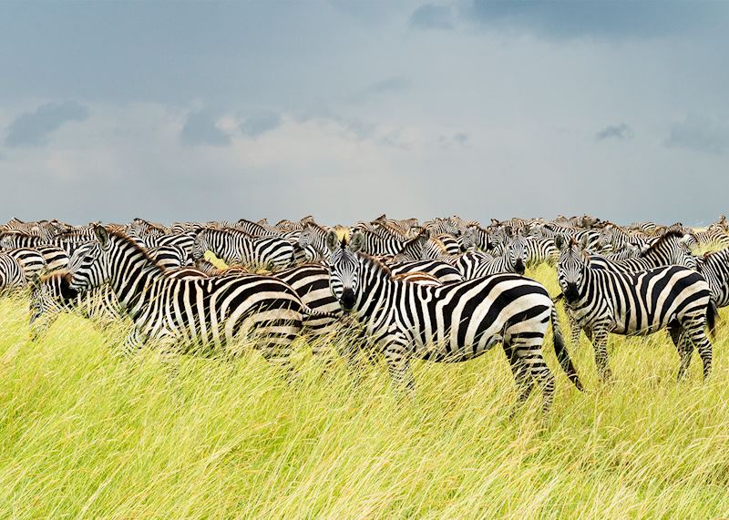 Zebra, Serengeti National Park