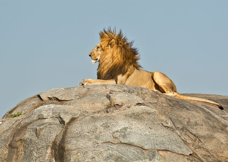Lion on a kopjes, Serengeti National Park