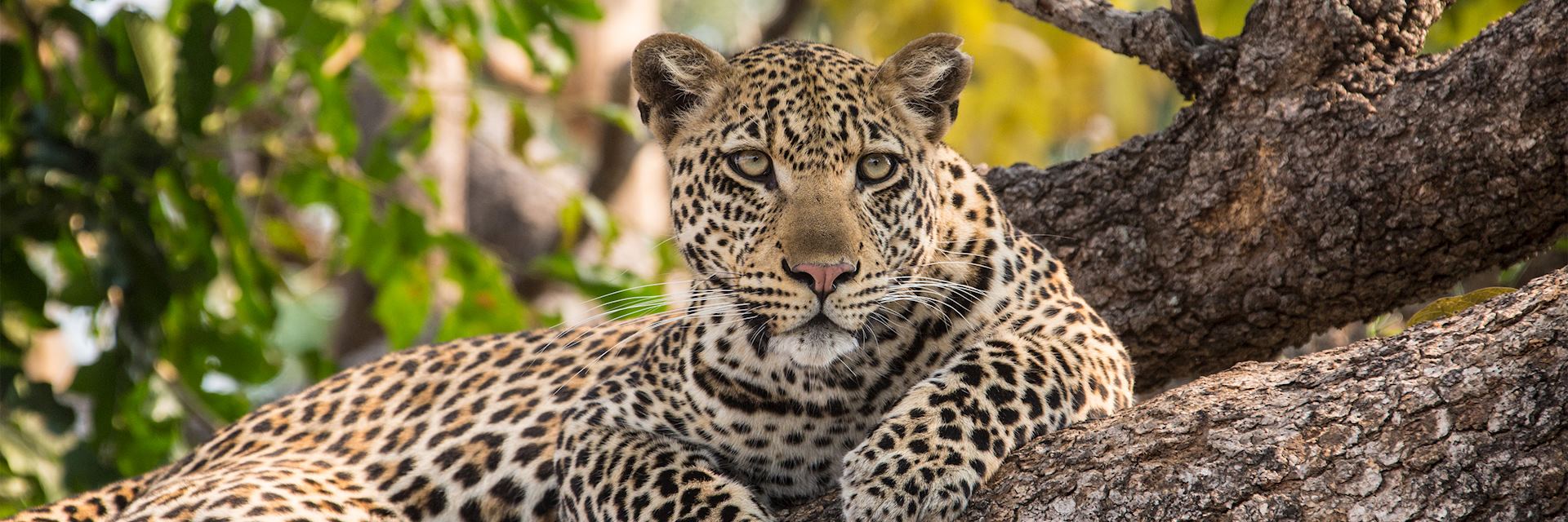 Leopard in Tanzania's Serengeti National Park