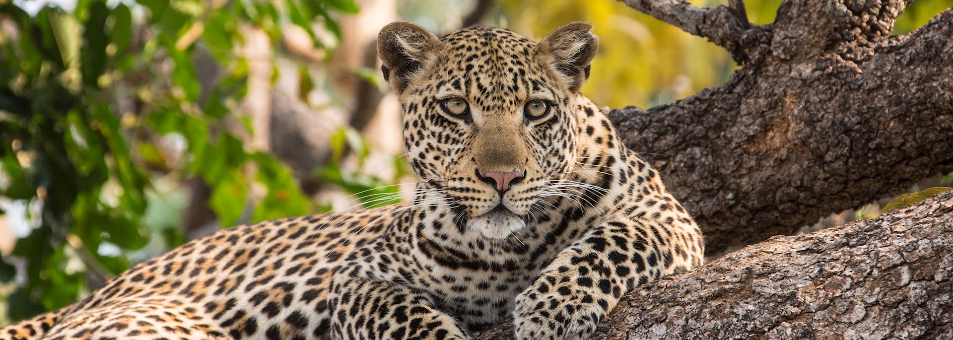 Leopard in Tanzania's Serengeti National Park