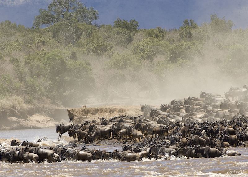 Wildebeest crossing the Mara River, Tanzania