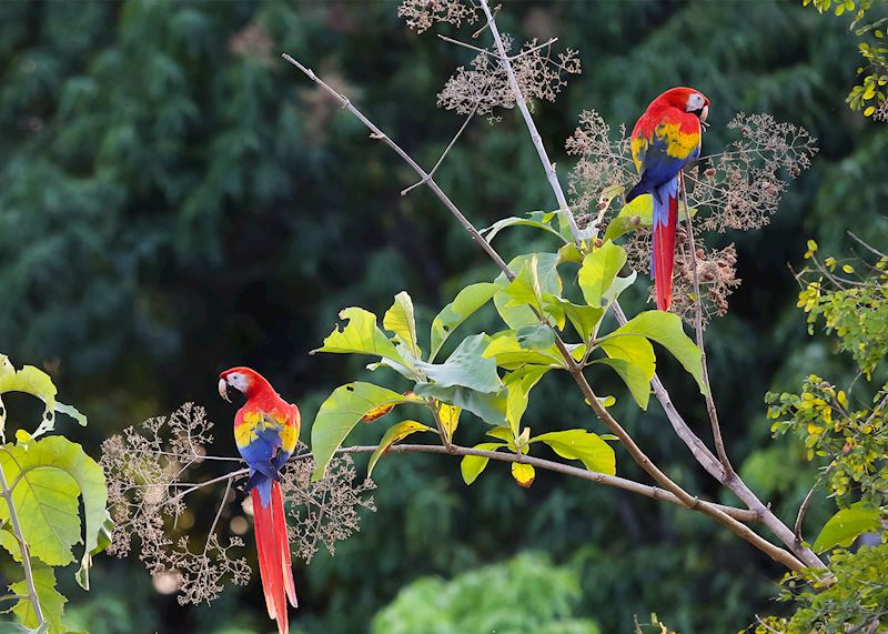 Scarlet macaws, Costa Rica