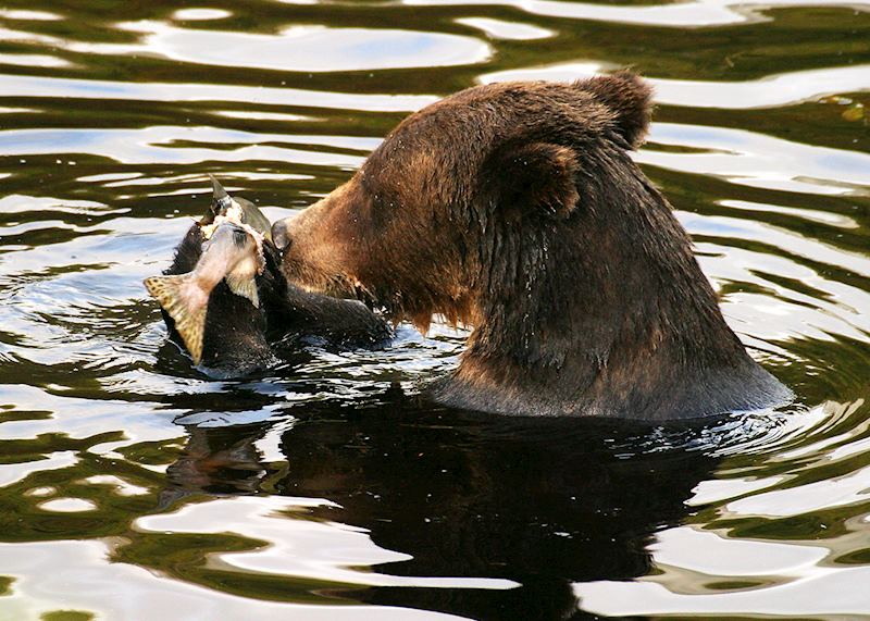 Grizzly feeding, Knight Inlet Lodge