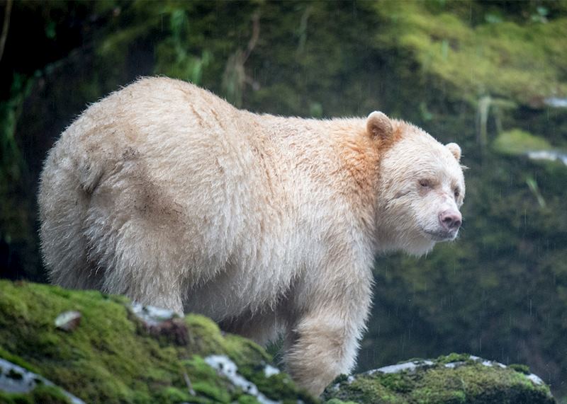 Kermode ‘spirit’ bear