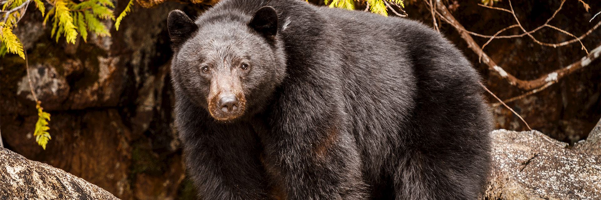 Black bear, British Columbia