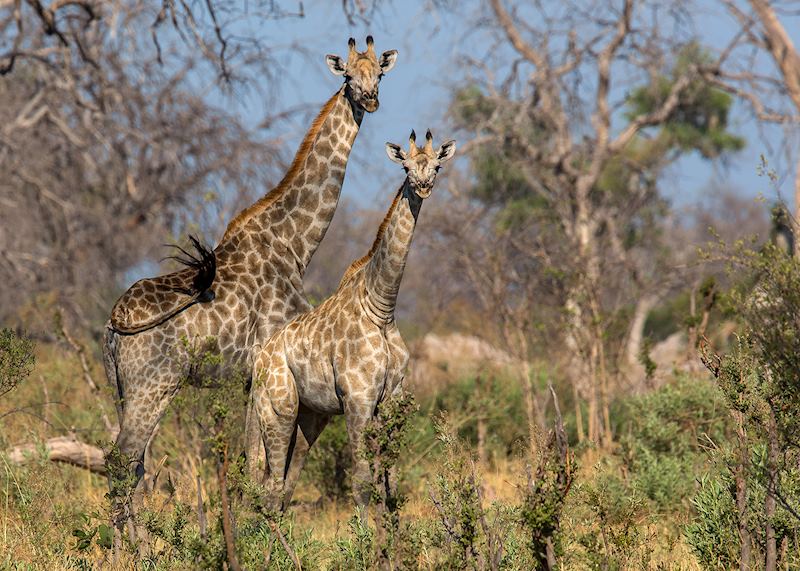 Giraffe, Linyanti Wetlands