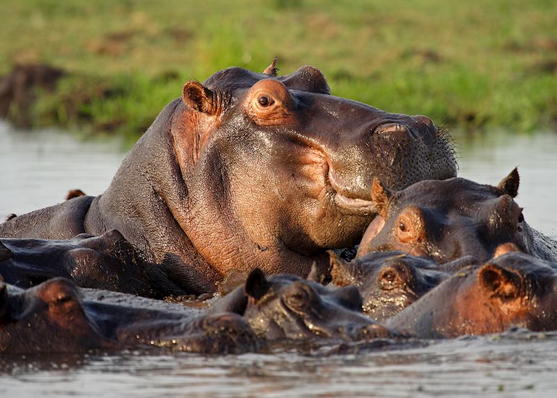 Hippo, Chobe River