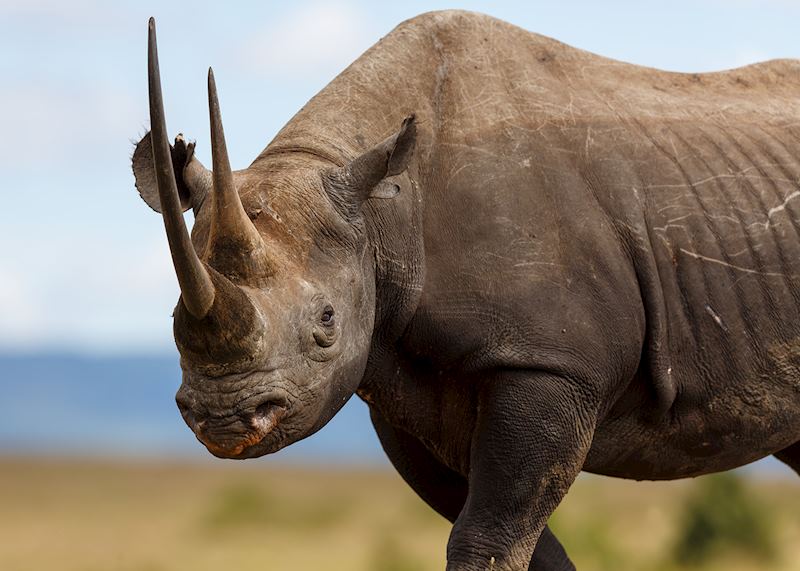 Black rhino in Tsavo West National Park