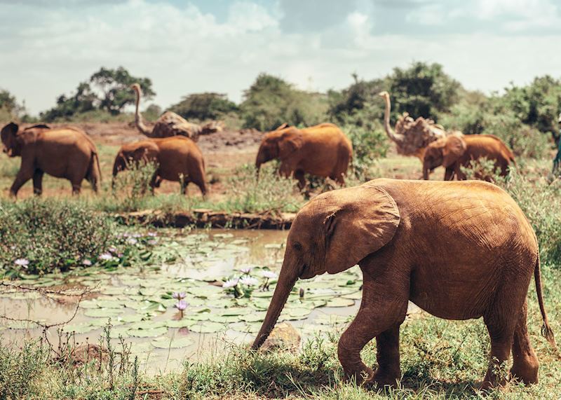 Elephant in Nairobi National Park