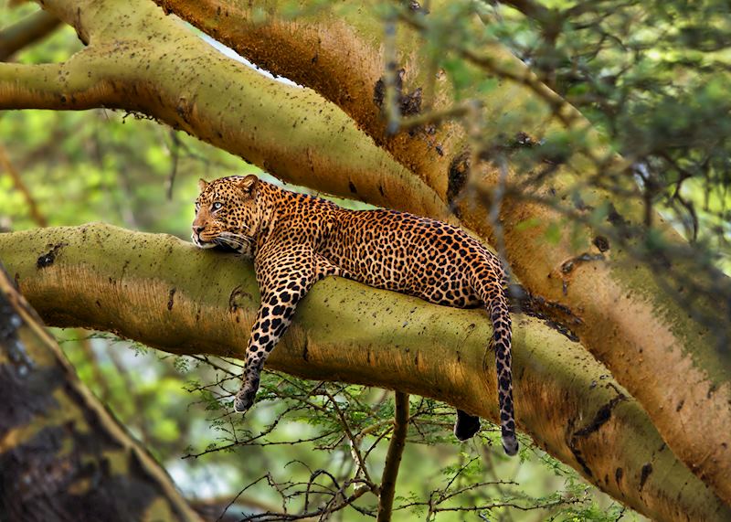 Leopard in the Masai Mara