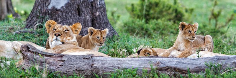 Lion and her cubs in the Masai Mara National Reserve