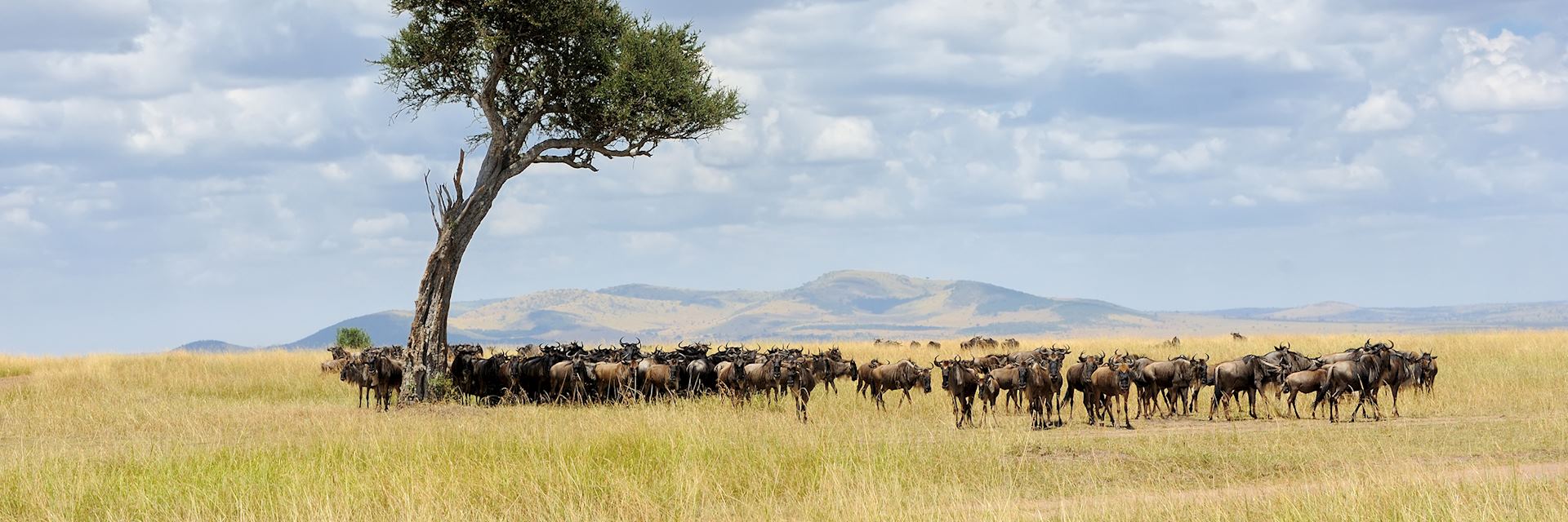 Wildebeest in the Masai Mara National Reserve