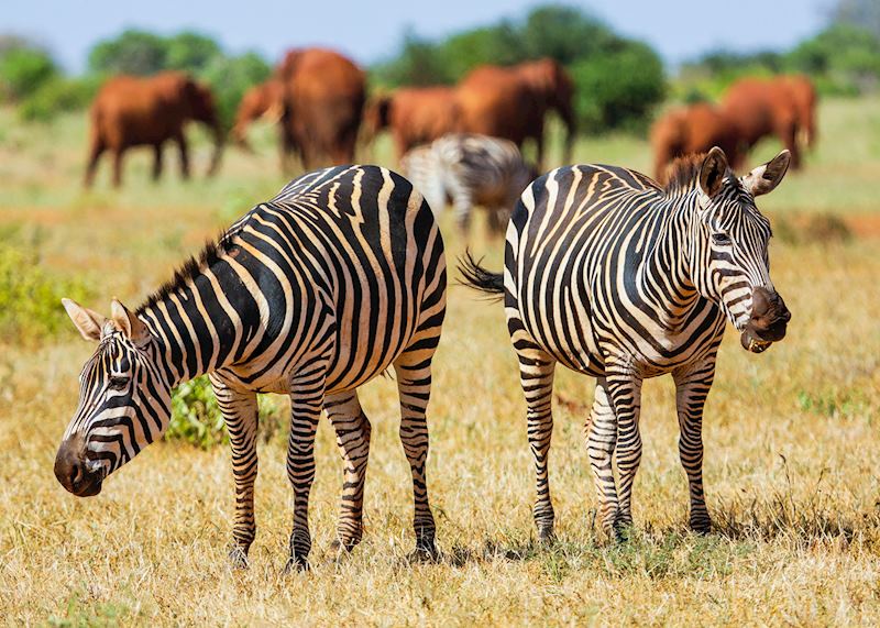 Zebra in Tsavo West National Park