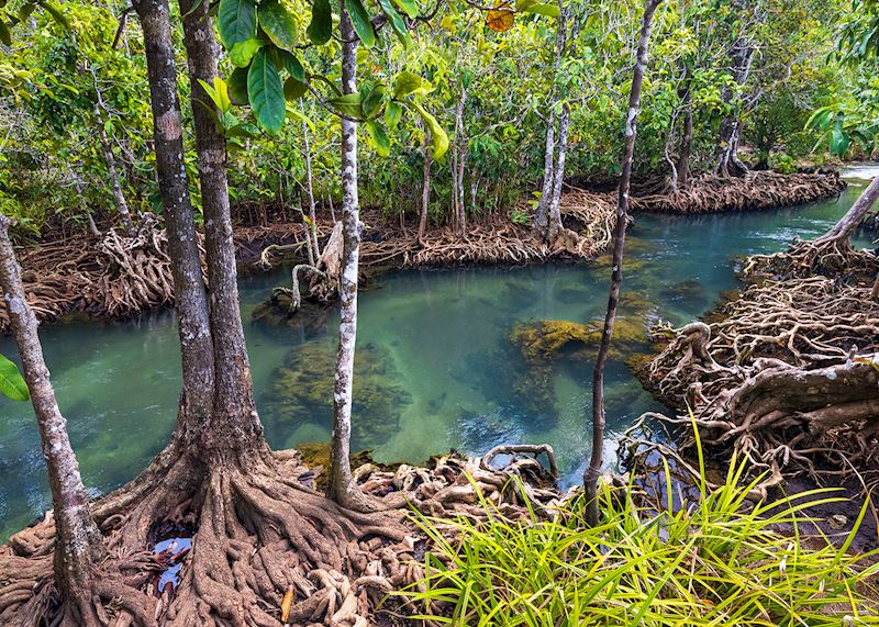 Jungle mangroves in Krabi