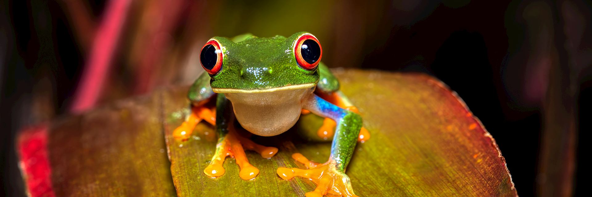Red-eyed tree frog, Caño Negro Wildlife Reserve, Costa Rica