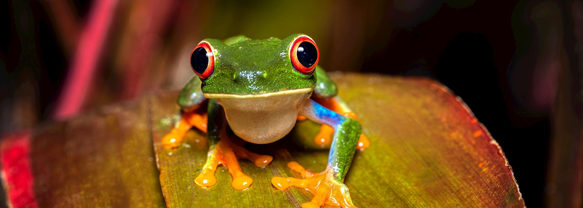 Red-eyed tree frog, Caño Negro Wildlife Reserve, Costa Rica