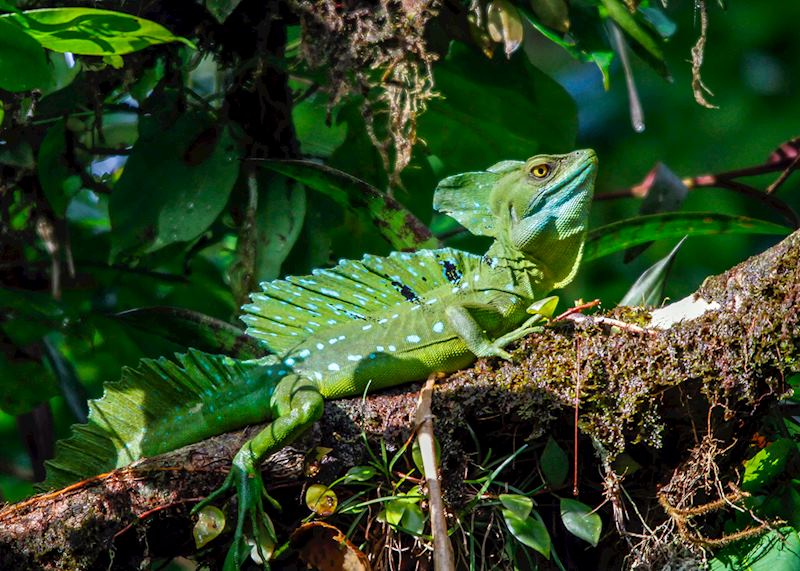 Green basilisk, Tortuguero National Park, Costa Rica