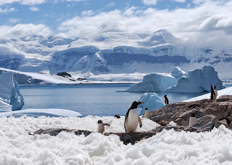 Penguins, Antarctica